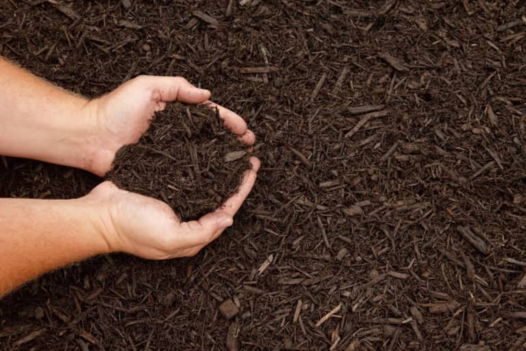 Person holding dirt and woodchips with both their hands.